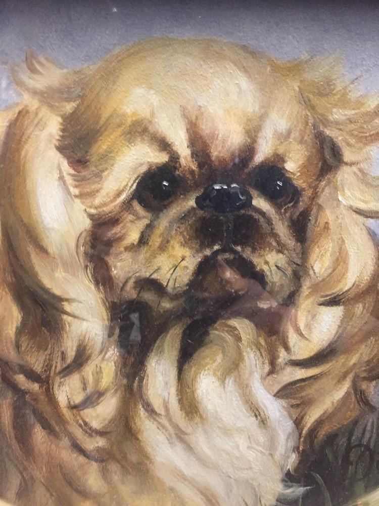 Pekingese dog