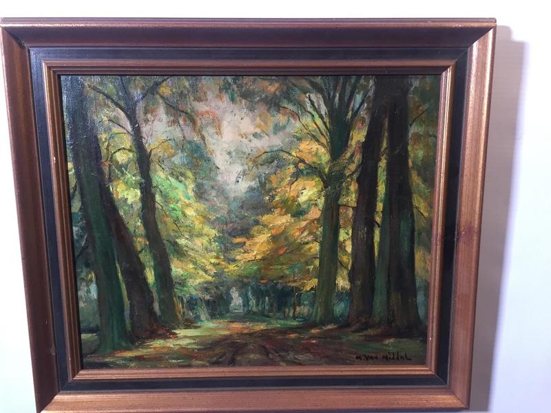 The forest in the summertime 