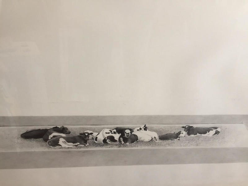 Resting cows 