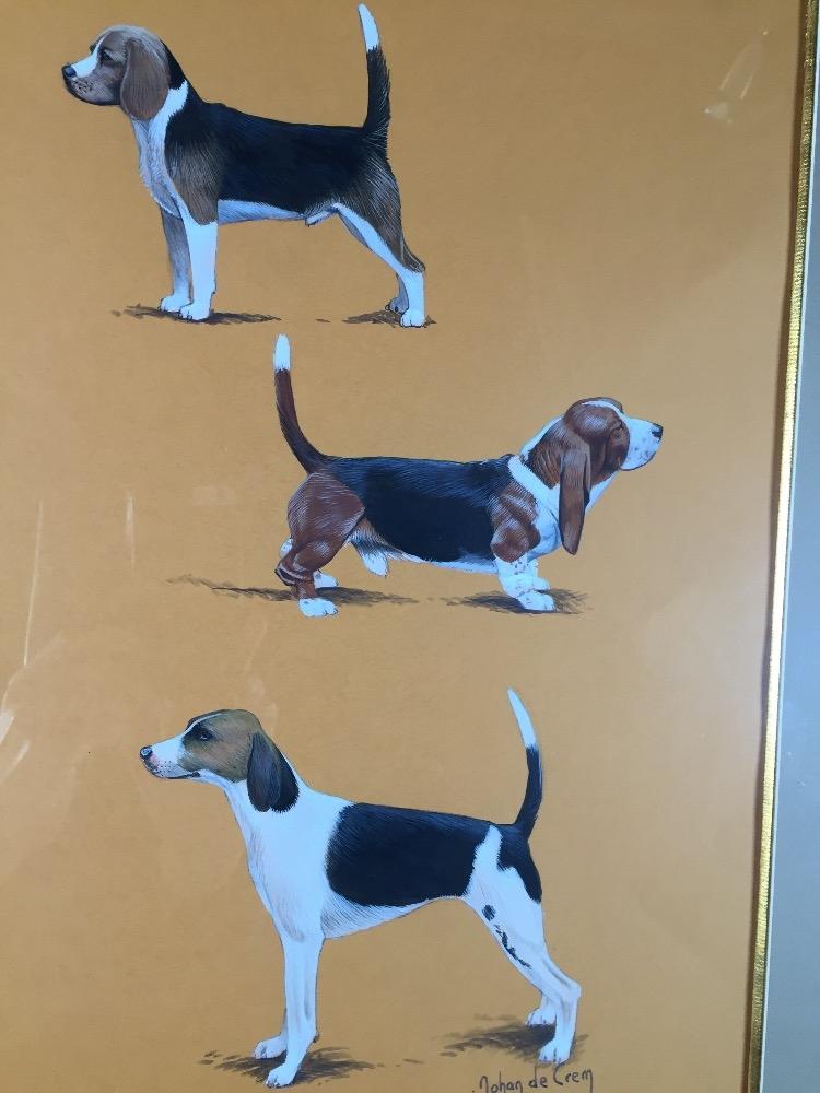 The Beagle race